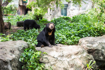 malayan sun bear