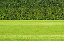 Trimmed Shrub Fence. Green Hedge Fence With Green Grass Floor. Natural Geometry, Two-tier Hedge, Lawn. Parallel Lines