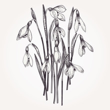 Bouquet Of Snowdrops.