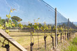© Franco Nadalin - Plants of vines covered by protective nets against hail and frost.
