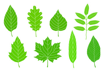 Wall Mural - set of green leaves