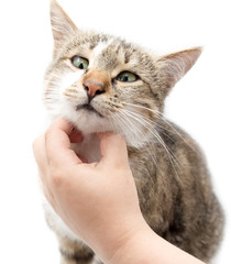 Wall Mural - Man caresses a cat on a white background