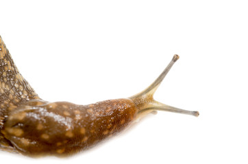 Wall Mural - Slug snail on white background