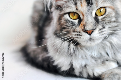 Beautiful Silver Tabby Maine Coon Kitten Girl With Large Golden Eyes Isolated On White Background Photo Stock Adobe Stock