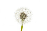 Fototapeta  - White dandelion flower wallpaper