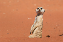 Meerkat Sentinel On Red Sand (Suricata Suricatta), Kalahari Desert, Namibia
