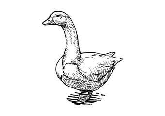 Wall Mural - illustration of goose