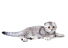 Small Scottish Fold Kitten Isolated On White Background