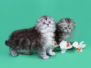 Small two scottish fold kittens