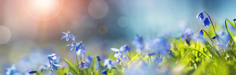 Panoramic view to spring flowers in the park