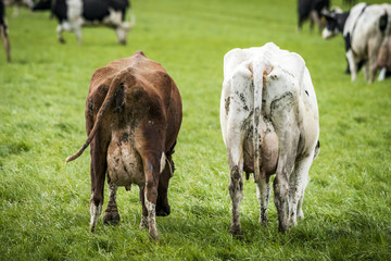 Wall Mural - Cattle with large udder grazing on a green field