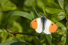 Orange Tip Butterfly On A Green Leaf