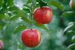 Closeup of a branch with fresh red apples