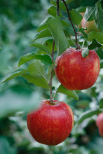 Vertical Closeup Shot Of A Branch With Fresh Red Apples