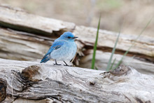 2006年 メモリアルプレート 青い鳥 1毎ポ記】2/4 青い鳥｜とらつぐみ