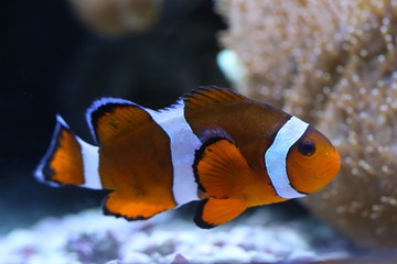 Sticker - Amphiprion percula. Aquarium fish amid coral