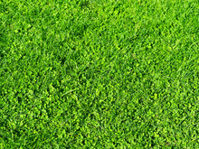 Clover Glade Lit By The Bright Midday Sun. Green Grass Spring Background. Lawn Covered With Clover