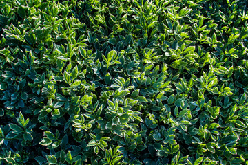 Wall Mural - texture of green spiring plants. fresh foliage of garden plants.