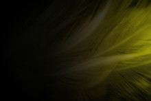 Feather Yellow Color Background