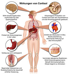 Wirkungen von Cortisol auf den Körper, vektor illustration