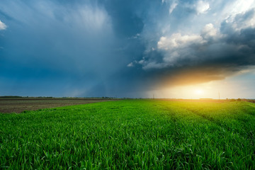 Wall Mural - storm clouds overt sunny wheatfield