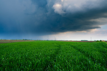 Wall Mural - storm clouds over wheatfield