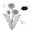 Dandelion flower vector drawing set. Isolated wild plant and leaves. Herbal engraved