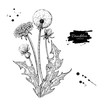 Dandelion flower vector drawing set. Isolated wild plant and leaves. Herbal engraved style
