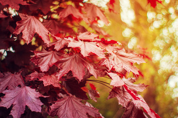 Autumn design background with colorful red and yellow leaves falling from the tree