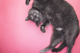 Fototapeta Koty - grey funny cat posing on the pink background
