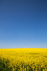 Rapeseed field during spring.