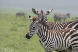 Fototapeta Konie - Zebra Twosome