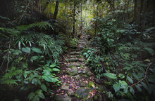 Stone Path In The Jungle