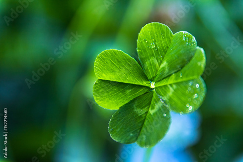 Fotografía A close up of a real green 4-leaf clover with dew on it and a blue and green sof