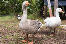 Male Goose In Foreground With Female Goose And Muscovy Duck In Background (selective Focus)