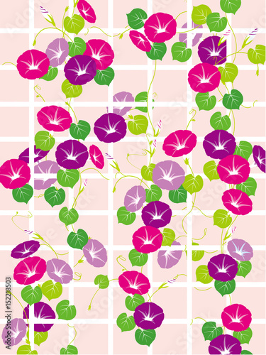 竹垣の朝顔 イラスト Stock Vector Adobe Stock