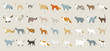 cat breed set vector illustration flat design