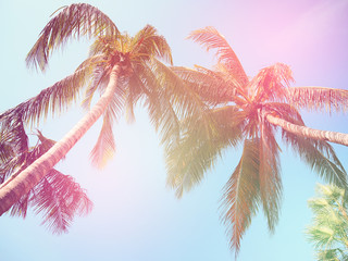 Poster - Coconut tree on blue sky background.