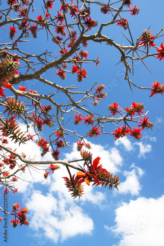 デイゴの花 沖縄の県花 Stock Photo Adobe Stock デイゴの花 沖縄の県花 Stock Photo Adobe Stock