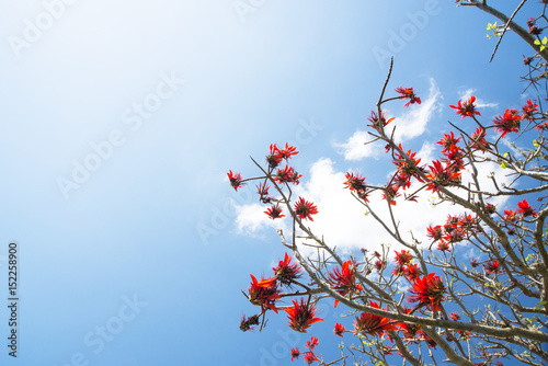 デイゴの花 沖縄の県花 Stock Photo Adobe Stock