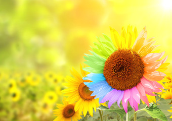 Fotomurales - Sunflower with petals painted in rainbow colors
