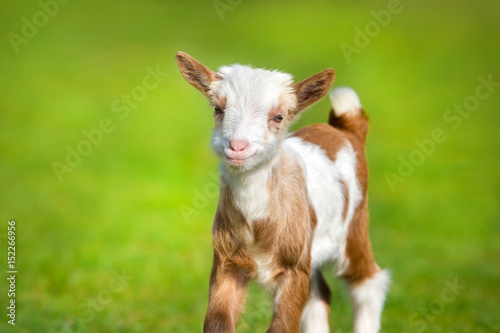 Fotografia  Beautiful cute goat kid on green spring grass