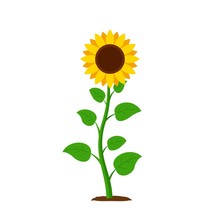 Sunflower With Green Leaves In Flat Style Isolated On White Background. Vector Illustration