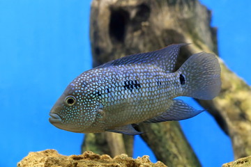 Herichthys cyanoguttatus. Cichlasoma diamond