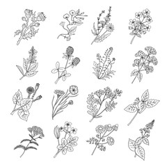 Wall Mural - botanical sketch drawings. vector illustration of flowers and botanic herbs