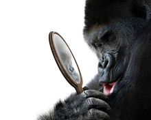 Curious Gorilla Looking At His Handsome Self Reflection In Mirror And Smiling Lovingly