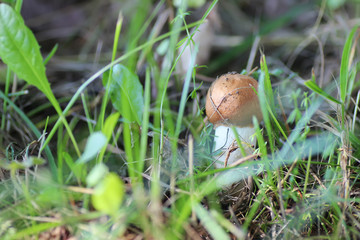 Wall Mural - mushroom edible red hat