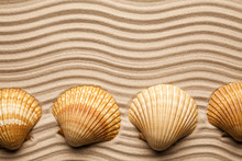 Shells On Beach Sand