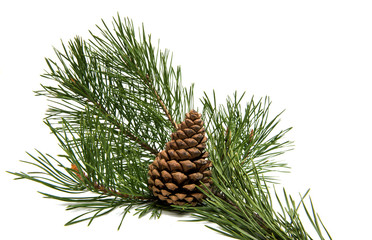 a branch of pine with a pine cone