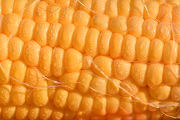 water drop on yellow corn,select focus